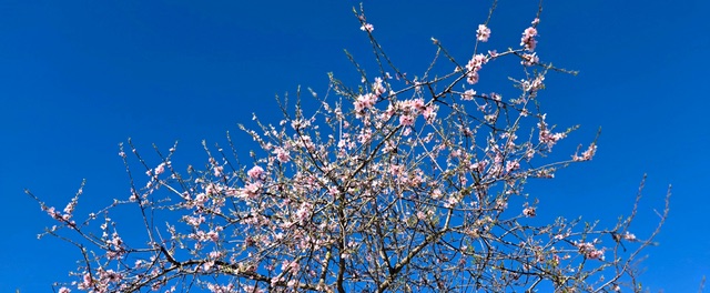 Against the blue sky. Photo © Karethe Linaae